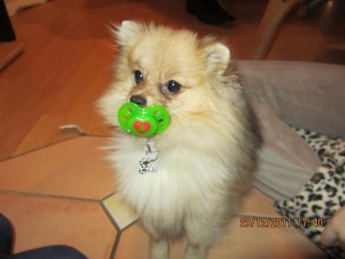 BijouPom's profile picture. Im the sweetest dog♥ Follow me♥