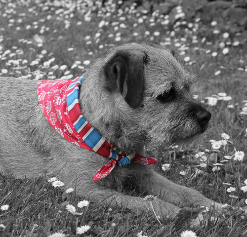 I'm the Border Terrier in charge in the DOGHOUSE Bradford on Avon which I run with my faithful side-kick, ShopGirl.