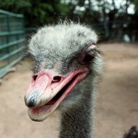 anser (@anser) 's Twitter Profile