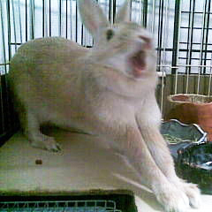 marcielikeme's profile picture. 英語勉強中。転職検討中。2015年〜カランメソッド。♡ サウナ、🇹🇼 🇱🇰🇸🇪 Lexile:500, YL2.5-3.5くらい