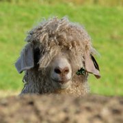 We specialize in high-quality #mohair products, and love things agricultural and sustainable. Meet our farmers and animals, and learn about the diamond fiber.