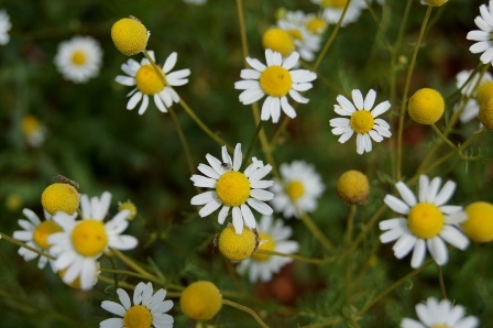 CyHerbia gardens and nature park is situated in the village of Avgorou, and includes a beautifully landscaped herb garden, woodland area and a hedge maze..