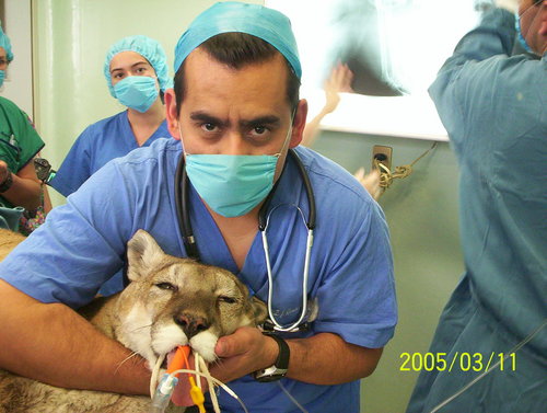 MEDICO VETERINARIO ZOTECNISTA DESDE 1997 DEDICADO A LA CLINICA PRIVADA DE PEQUEÑAS ESPECIES.