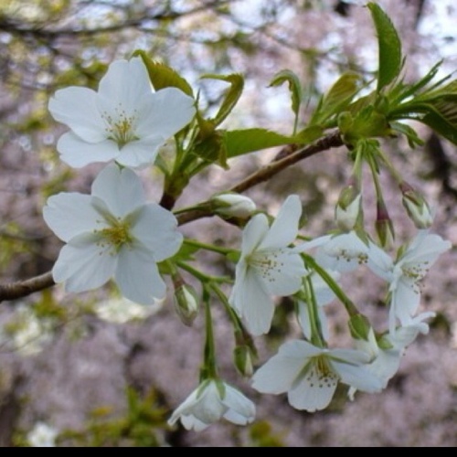 MoriyasuM's profile picture. CD、レコードを買うのが趣味。 JAZZをメインにROCK、J-POPなどいろいろ。  LIVEもよく行きます。