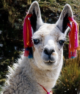 I like football, athletics and sports in general.
Man City fan.
Llama fan!