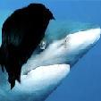 emo_shark's profile picture. I am a shark and I swim in a pool of dark nothingness..
If you follow my torment I will follow you back..