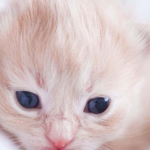 ANIMARX's profile picture. madre orgullosa