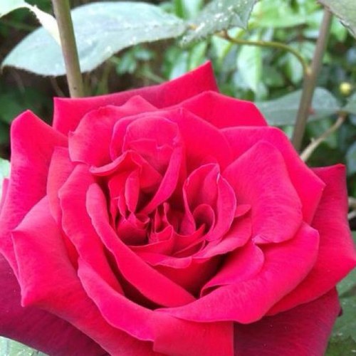 caillasse1's profile picture. 