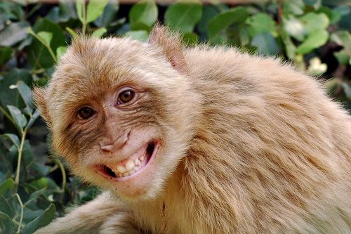 1 Happy Monkey