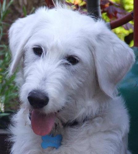 I am a 16 month old Labradoodle with an interesting life why dont you follow me!!!