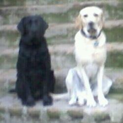 pepecavieres's profile picture. Ingeniero eléctrico de profesión y copuchento de intereses progresistas por vocación