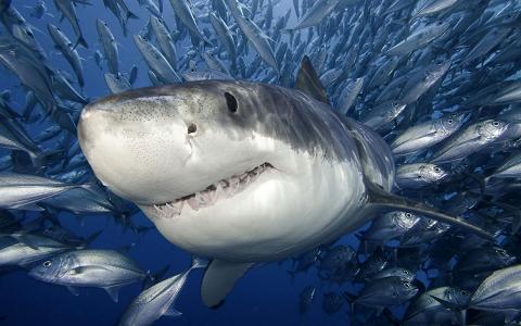al_cancun's profile picture. 