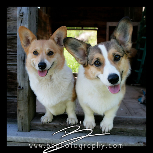 we are two pembroke welsh corgis that are loved very much by our humans @topangwreck and @ryantstern