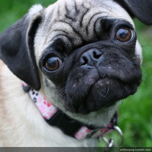 TheWillowPug's profile picture. Woof!