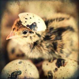 CodornasCriacao's profile picture. http://t.co/9djEv0s4 noticias sobre criação, dicas, receitas, fórum de discussão, classificados, etc.