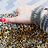 13shamxxx's profile image