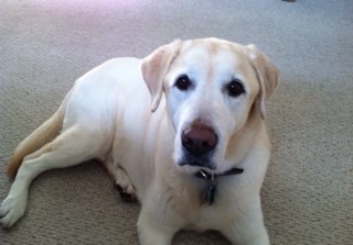 lori0914's profile picture. 