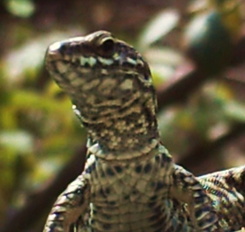 Cool photos of Lizards and other cool stuff.