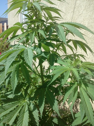 LADYvdal's profile picture. 