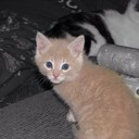 Dottie Post - @dopost - Twitter