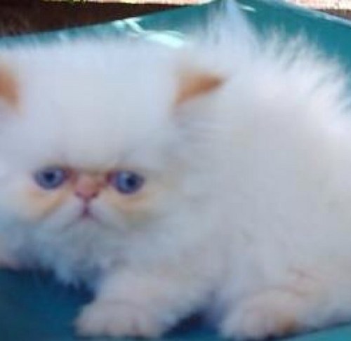 ffrida2012's profile picture. Docente,prof.de Arte escenico y declamacion,bachiler en Cs Politica, casi..Lic.en relacions Internacionales. Antikaka hasta la medula!Amo a las mascotas Bostera