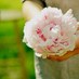 Tori Burris (@toriburrisphoto) Twitter profile photo Tori Burris (@toriburrisphoto) Twitter profile photo