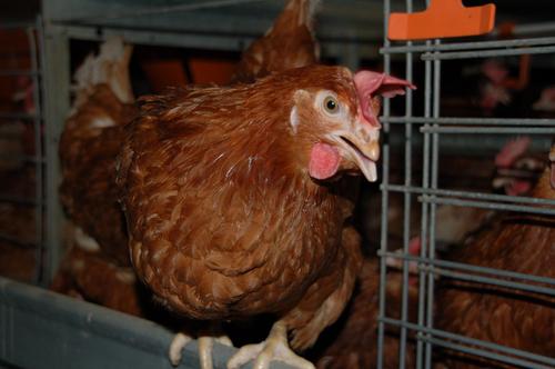 Varkenshouder, Pluimveehouder, Bestuur NVV regio Veluwe.