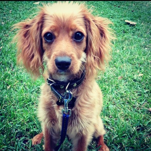 ScrapVidgen's profile picture. Heey my names Scrap and im @JackVidgen's pup! i am a cavoodle and i love life!!