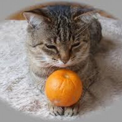 みかんねこ Tangerine Cat Twitter
