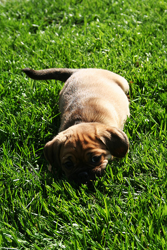 Puggles4Ever's profile picture. Hi My name is Sarah I luv dogs, the colors orange and green, laughing, and haveing a blast!! P.S. I am webkinzgirl224 from youtube ;)