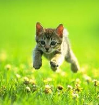 kittyruth's profile picture. kitten, leaping. kitten leaping.
