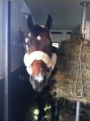 NJ based veterinary practice. Specializing in sport horse medicine. London 2012 was our fifth Olympic Games.