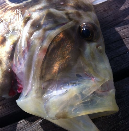 BenyChun's profile picture. 