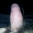 penechileno's profile image