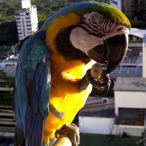 VenezuelaChacao's profile picture. 