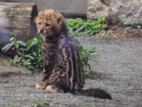 ねこたちと動物が好きなひと。
とてもめんどくさい方向のオタクです。