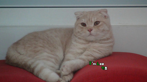 My world: ♥ Only 시아준수/ 김준수. This's enough.
 하악 !!!ᄏᄏᄏ