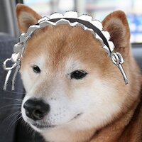 マシン語P (@mashingop) 's Twitter Profile