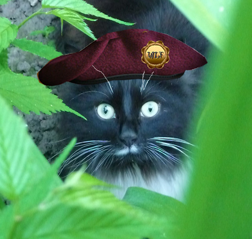 I'm a long haired Tuxie adopted from Cats Protection in Oct 2010. Proud member of #wlf. Will only follow anipals or related charities. Tuxies rule!
