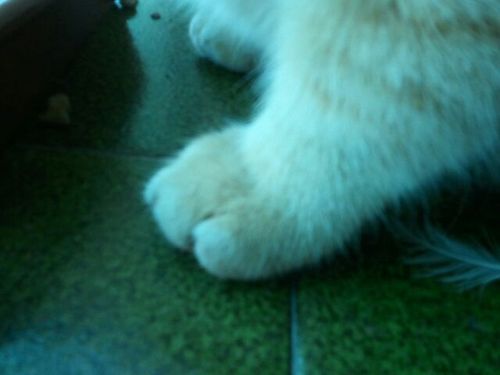 Chernowill's profile picture. 