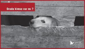 SokaKopegi's profile picture. Kazanın doğurduğuna inanıyorsunda köpeğin konuştuğunamı inanmıyorsun.