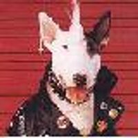 English BullTerrier Appreciator (@brokennfang) 's Twitter Profile Photo