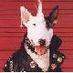 English BullTerrier Appreciator (@brokennfang) Twitter profile photo English BullTerrier Appreciator (@brokennfang) Twitter profile photo