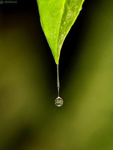 almslmani's profile picture. هاوي تصوير - بكالوريوس تربية فنية ...Hail....... *عضو الاتحاد الدولي للتصوير FIAP . ... snap :yousefo2