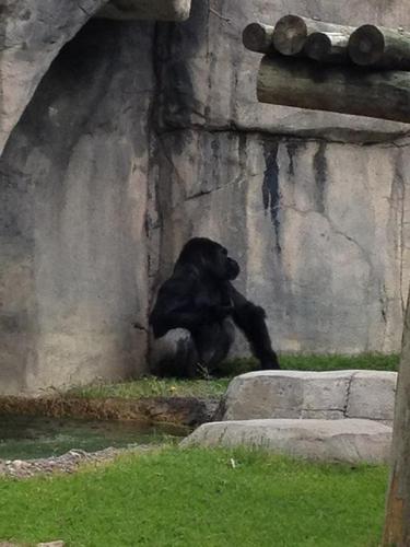 CoachBerumen's profile picture. 