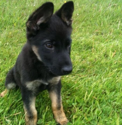 LANCONJago's profile picture. 