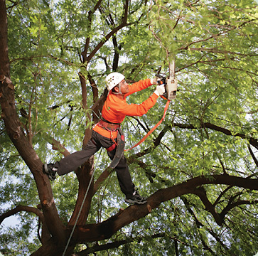McKinnonTree's profile picture. If you are looking for a reputable, professional, licensed, certified, accredited, and Fully Insured tree service company. Phone: (850) 290-2726