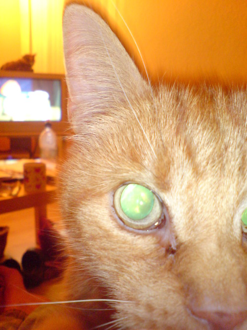 BigGingerBob's profile picture. Large ginger tom. Damaged in road accident at young age. Fond of chicken roll. Don't like proper chicken. Enjoys attacking sister