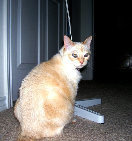 Myetye's profile picture. Mom of four, girlfriend, cat lover, alternative believer