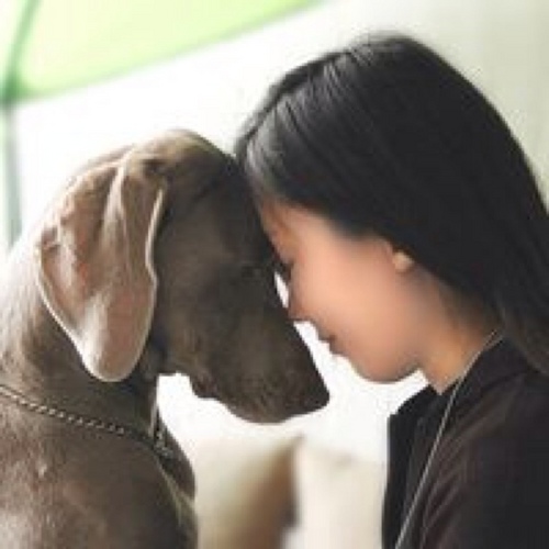 Miho ナチュラルなしっぽ 過去 ワイマラナーは永く 断尾の習慣があった犬種です ディアナの断尾をするのか そして前足の デュークローは処理するのか ブリーダーは私に聞いてきました 私は尾に関しては少し迷ったあと どちらも外 Http T Co Miho ナチュラルなしっぽ 過去 ワイマラナーは永く 断尾の習慣があった犬種です ディアナの断尾をするのか そして前足の デュークローは処理するのか ブリーダーは私に聞いてきました 私は尾に関しては少し迷ったあと どちらも外 Http T Co
